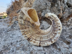 Shofar traditionnel yéménite en corne de bélier, instrument de prière spirituelle, fait main, décoration religieuse de qualité supérieure - Product Image 5