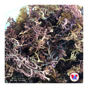 AVAILABLE Spiny Purple Sea Moss Raw Seaweed Sun Dried Sustainable B2B Material For <b>Gel</b> And Agar <b>Food</b> - Product Image 1