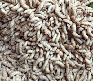 Vente en gros de vers de farine pour aliments pour volailles séchées vers de farine séchés du Vietnam
