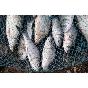 Traitement microbien réducteur de pathogènes pour l'eau d'aquaculture - Product Image 4