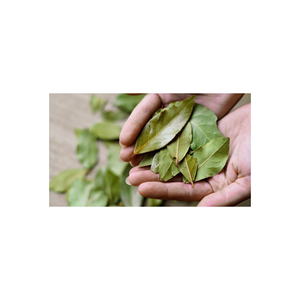 Vente Directe Usine FAQ – Feuilles de Laurier Naturelles Brutes de Première Qualité Certifiées ISO, Conditionnement 50kg, Herbe Méditerranéenne, Épice - Product Image 3