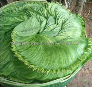 ใบสะเดาเขียว สำหรับใช้ในครัวเรือนแบบดั้งเดิม จำหน่ายส่งในราคาขายส่ง โดย ซิกซ์ ซีซั่น อะโกร เทรดเดอร์ส - Product Image 6