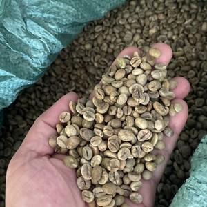 Best Selling Arabica Green <b>Coffee</b> <b>Beans</b> for Specialty <b>Coffee</b> Fully Washed Process Size 16 Vietnam Highland Direct Farm - Product Image 5