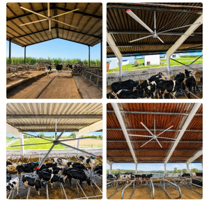 Ventilador de Techo Keystone HVLS para Establos Lecheros, para Establos de Cabras, Circulación de Aire en Noches Cálidas de Verano, Baja Velocidad, Alto Volumen de Aire - Product Image 2