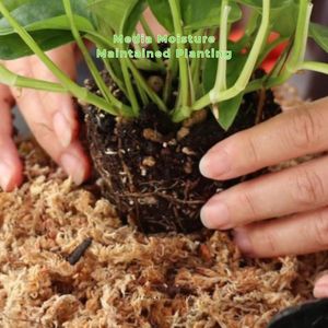 Mousse de sphagnum séchée de haute qualité 1L, substrat organique stérilisé à absorption rapide pour plantes - Product Image 4