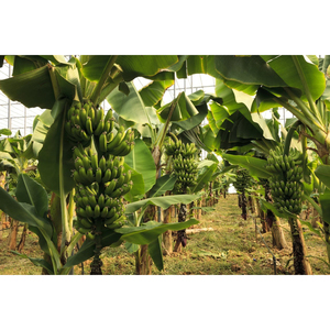 Bananes Cavendish vertes fraîches de qualité export, bananes brutes pour la distribution en gros et la consommation quotidienne - Product Image 5