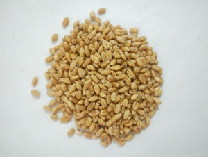 Grano de Trigo de Grado Alimenticio con Alto Contenido de Proteínas para Consumo Humano, Proveedor y Exportador al por Mayor con 24 Meses de Vida Útil - Product Image 3
