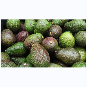PROVEEDORES DE AGUACATE HASS ORGÁNICO AL POR MAYOR / AGUACATE DELICIOSO EN VENTA Aguacate Fresco para Exportación Mundial - al Mejor Precio para Mayoristas - Product Image 2
