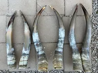 Paire de cornes de bœuf naturelles polies de 32 pouces, style animalier, toucher réel, décoration rustique pour la maison, art mural moderne de style ferme occidentale