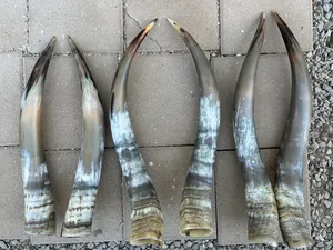 Par de Cuernos Decorativos Largos para Vaca y Buey, 32 Pulgadas, Ecológicos, Pulidos, Forma Natural Moderna - Product Image 3