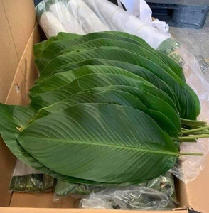 Feuilles de Dong vertes surgelées, prix attractif, feuilles pour emballage alimentaire ou décoration, grande taille, Vietnam, IQF, qualité supérieure, emballage sous vide - Product Image 2