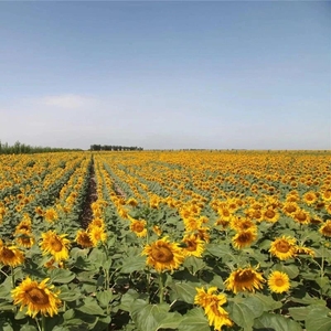 Graines <span class=keywords><strong>de</strong></span> <span class=keywords><strong>tournesol</strong></span> 363 en vrac, à coque fine et noyau épais, brutes, séchées, <span class=keywords><strong>de</strong></span> qualité supérieure, sans additifs, non frites, substitut <span class=keywords><strong>de</strong></span> repas, noix - Product Image 5