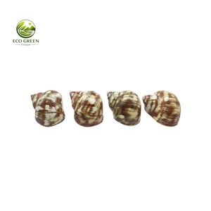 เปลือกหอยเทอร์โบธรรมชาติขายส่ง พร้อมพื้นผิวมุกมุกสะท้อนแสง สำหรับตกแต่งสไตล์ทะเลสุดหรูและงานฝีมือ - Product Image 2