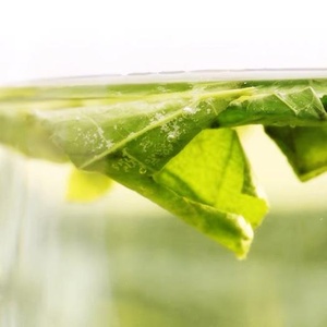 VENDO HOJAS DE LOTO SECAS DE ALTA CALIDAD PROVEEDORES DE VIETNAM CON BUEN PRECIO - Product Image 3