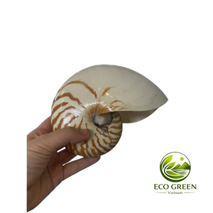 Coquillage marin naturel en spirale, coquille décorative pour la décoration de maison de bord de mer, mariage sur la plage, aquarium et présentation d'artisanat marin - Product Image 3