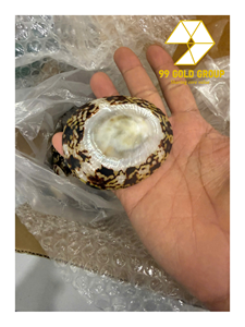 Natural Polished Limpet Shell Eco-Friendly for Vase Filling Candle Decoration Aquarium Decor and Handmade DIY Projects - Product Image 5