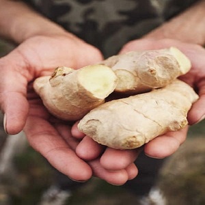 Gingembre frais biologique de haute qualité, cultivé naturellement en ferme, récolte de la nouvelle saison, épice racinaire de la meilleure qualité pour la cuisine et la santé, exportation - Product Image 1