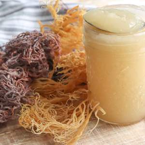 GOLDEN and PURPLE SEA <b>MOSS</b> SEAWEED / BEST QUALITY in VIETNAM / Ms.Jessi - Product Image 6