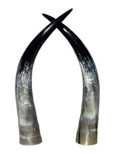 Par de Cuernos Largos de Vaca Auténtica, Decoración Rústica de Estilo Occidental para el Hogar, Cuernos de Búfalo Naturales Pulidos con Tacto Real y Forma Natural - Product Image 2