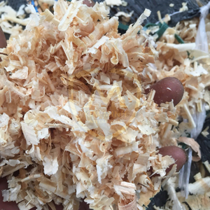 100% PINE WOOD SAWDUST & WOOD SHAVING | Heating System Use | 4200J Calory | Fresh Clean Dry | Wholesale & Large Volume Orders - Product Image 1