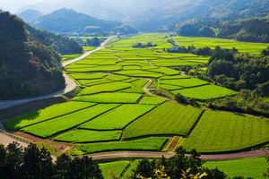 Barley Juice Powder Organic Grade Raw Material Halal - Product Image 5