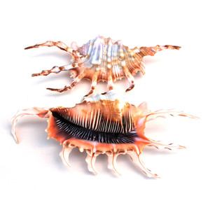 Coquillages d'araignée, coquillages marins, thème plage, présentation économique, coquillages naturels, coquillages océaniques, vente en gros - Product Image 4
