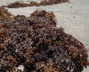 Musgo Marino al por Mayor de Vietnam 2026, Precio Económico, Alta Calidad, Gran Cantidad - Product Image 3