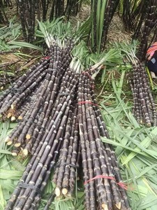 Caña de azúcar congelada para bebidas y postres | 100% Caña de azúcar natural al por mayor de Vietnam - Product Image 6