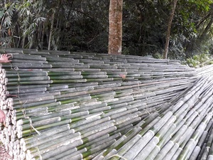 POLES DE BAMBOU ÉCOLOGIQUES QUALITÉ D'EXPORTATION POUR LA CONSTRUCTION ET LE JARDINAGE DU FOURNISSEUR VIET NAM VIET DELTA - Product Image 6