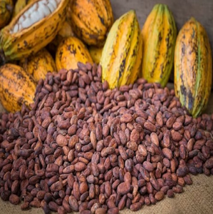 Fèves de cacao crues biologiques / Fèves de cacao crues biologiques Ariba / Fèves de cacao crues fermentées séchées au soleil - Product Image 1