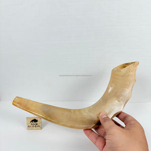 Shofar indien en corne de bélier incurvée, artisanal, corne de mouton naturelle polie, instrument de musique de haute qualité, cérémonies juives, culturel - Product Image 2