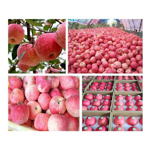 Manzanas rojas Fuji frescas al por mayor para compradores comerciales, mayoristas de frutas e importadores globales - Product Image 5