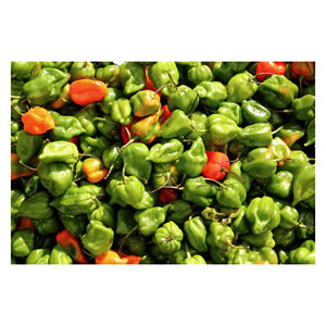 Proveedor a Granel de Chiles Habanero Picantes Naturales, Chiles de Calidad de Exportación para Importadores y Distribuidores Internacionales - Product Image 2