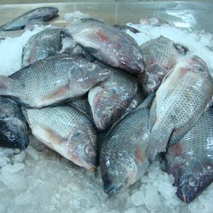 Suministro a granel de tilapia congelada entera con color natural, procesada y desintestada, con múltiples opciones de peso para importadores. - Product Image 3