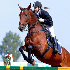 Tapis de selle anglais respirant, absorbant l'humidité, équipement d'équitation léger, pratique pour l'entraînement et le confort - Product Image 4