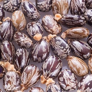 Graines de ricin de haute pureté, naturellement propres, matures, emballées pour expédition en vrac et approvisionnement en traitement d'huile industrielle - Product Image 5