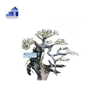 2025 producto superior ecológico manglar madera bonsái Driftwood bonsái árbol para decoraciones de acuario de Vietnam para mayoristas - Product Image 5