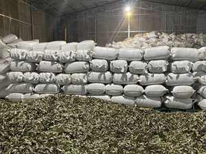 Feuilles de Cassia séchées au soleil de haute qualité, certifiées ISO HACCP, qualité export, 100 % naturelles, durée de conservation de 24 mois, pour bain de pieds aux herbes - Product Image 5