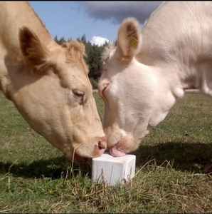 AgroLick Sel de l'Himalaya Biologique Brut Rose Orange Bleu Brun 2kg Nutrition Animale Force Osseuse Production de Lait Croissance - Product Image 6