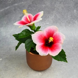 Vente en gros de graines de Hosta Hibiscus, magnifique mélange de fleurs grandes, écologiques, pour l'intérieur et l'extérieur, pour la maison, le jardin, le balcon, style américain - Product Image 1