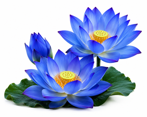 Huile Essentielle de Lotus Bleu 100% Pure Nymphaea Caerulea Certifiée HALAL Parfum Sucré Qualité Cosmétique Vente en Gros Fabricant Grossiste - Product Image 6