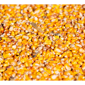 Maíz Amarillo Seco Listo para Exportación, Maíz Dulce Seco |   Maíz blanco y maíz amarillo secos a granel disponibles - Product Image 3