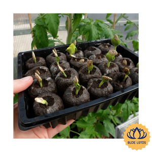 [BEST SELLER] BLUE LOTUS FARM Bloc de fibres de coco écologique extensible pour la culture de fleurs et de légumes en serre - Product Image 1