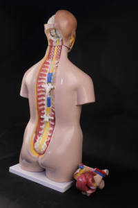 Science Educational Medical Science 85cm Bisexual Human Torso 40 Parts Human Anatomy Torso <b>Model</b> Affordable at Low Price - Product Image 2