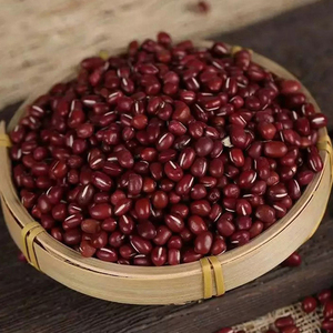 Proveedor Mayorista de Frijoles Rojos de la Mejor Calidad a Precio Económico - Product Image 1