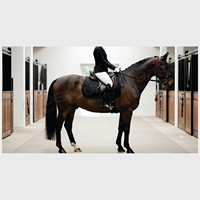 Almohadilla de Gel para Silla de Montar 2026 al por Mayor, Media Almohadilla, Equipo Ecuestre Premium, Impresión de Logotipo Personalizado de Alta Calidad, Tela de Tendencia 2026 Más Vendida