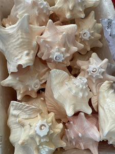 Coquille de Murex Ramose blanchie naturellement Chicoreus Ramosus en vrac pour hôtels et complexes hôteliers de luxe - Macy - Product Image 4