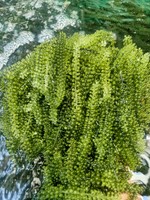 Algues de mer déshydratées – Produit tendance 2026 – Algues marines séchées naturelles – Fournisseur Vietnamien