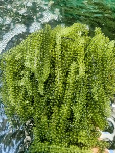 Uvas de Mar Deshidratadas, Producto en Tendencia 2026, Algas Secas Naturales, Proveedor de Vietnam - Product Image 4