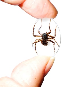 Araña Fantasma, Espécimen Real, Cabujón de Plástico Ovalado de 18x25 mm, Base Plana Blanca para Manualidades y Joyería - Product Image 1